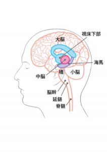 No 4 脳の構造と新脳針について 難病専門の前田針灸接骨院 新脳針でpvl パーキンソン病に挑む