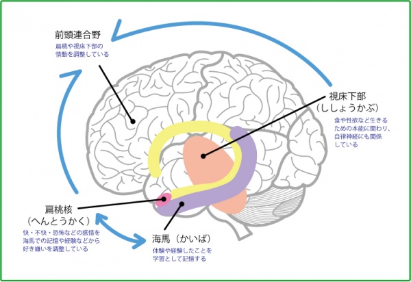 No５ 脳の構造と新脳針 難病専門の前田針灸接骨院 新脳針でpvl パーキンソン病に挑む